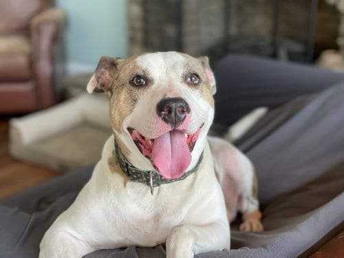Holly, adoptable senior American Staffordshire Terrier in Holly Springs, NC