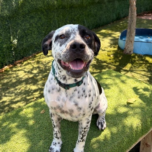 Photo of Spike, adoptable senior Terrier in Dallas, Texas