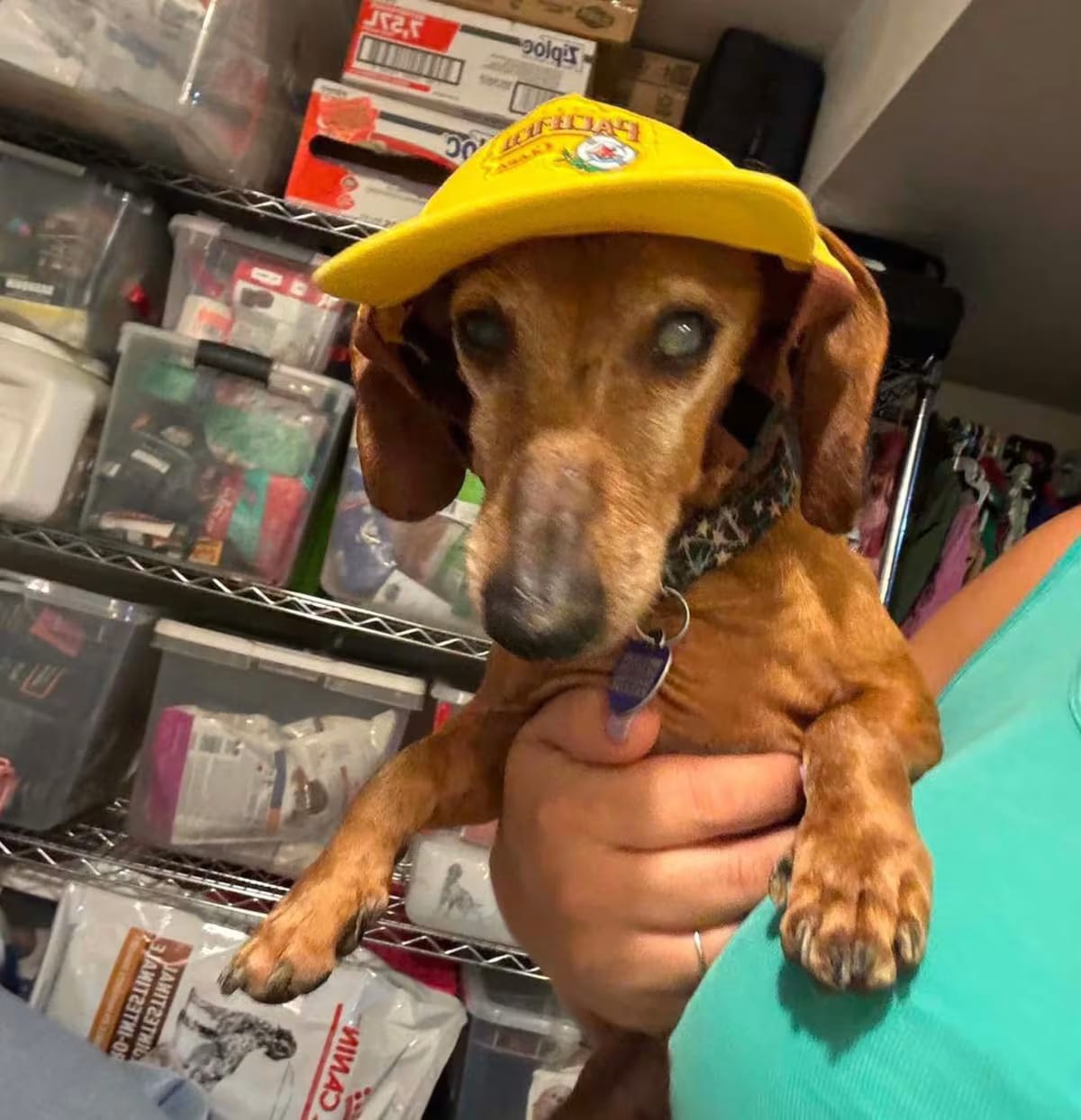 Photo of Bob, adoptable senior Dachshund in Rockville, Maryland
