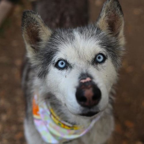 Photo of Kung Lao, adoptable senior Husky in San Antonio, Texas