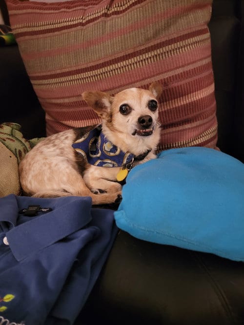 Photo of Chaplin, adoptable senior Chihuahua in Rockaway, New Jersey