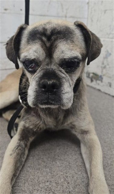 Photo of Chuck, adoptable senior Pug in San Bernardino, California