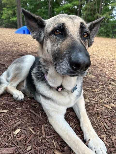 Photo of Maggie, adoptable senior German Shepherd Dog in New Hill, North Carolina