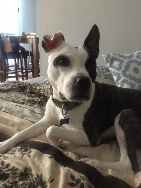Prim, adoptable senior Pit Bull Terrier in St. Louis, MO