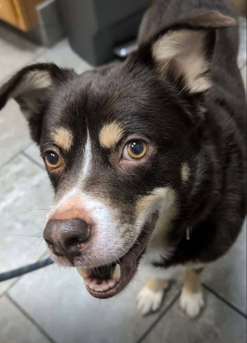 Photo of Rico, adoptable senior Australian Shepherd in Belleuve, Nebraska