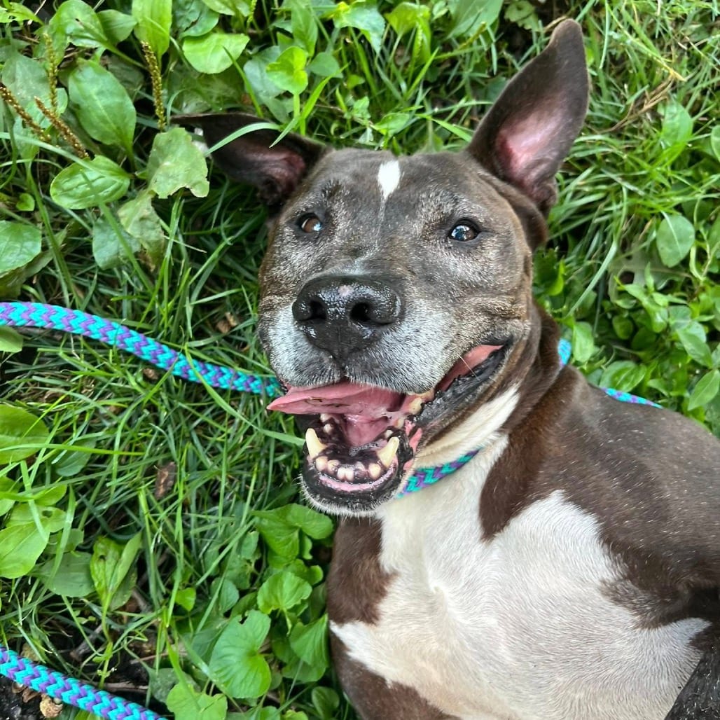 Photo of Bannister, adoptable senior Mixed Breed (Medium) in St. Louis, Missouri