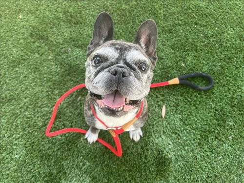 Photo of Camila, adoptable senior French Bulldog in Los Angeles, California