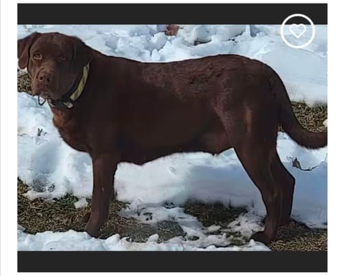 Photo of Kimbra, adoptable senior Chocolate Labrador Retriever in Westminster, Maryland
