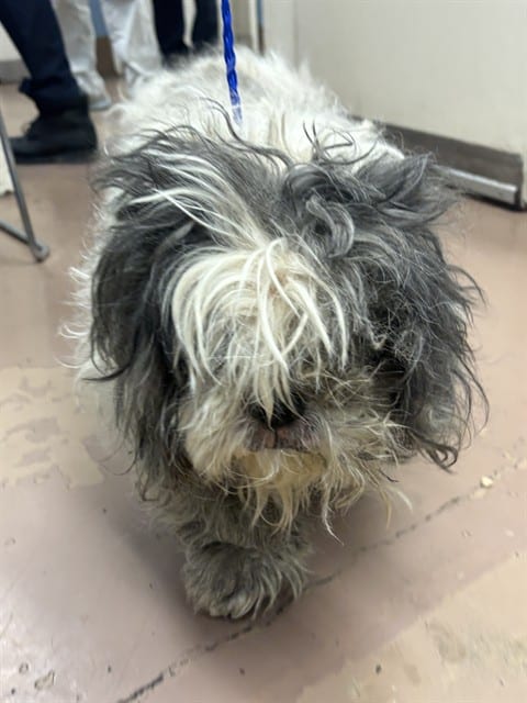 Photo of BJ, adoptable senior Shih Tzu in Chicago, Illinois