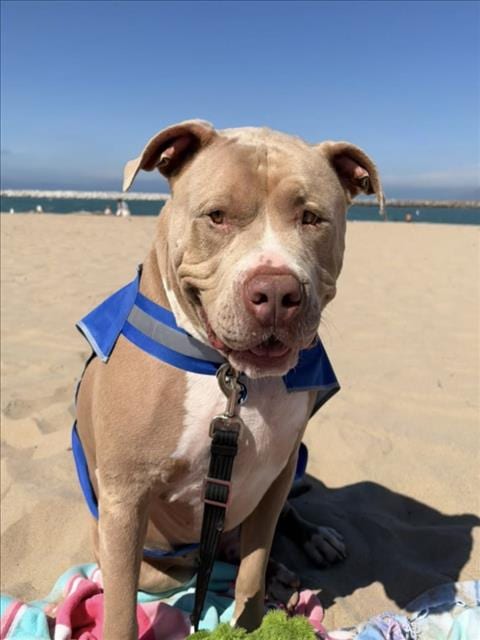 Photo of Z, adoptable senior Pit Bull Terrier in Chatsworth, California