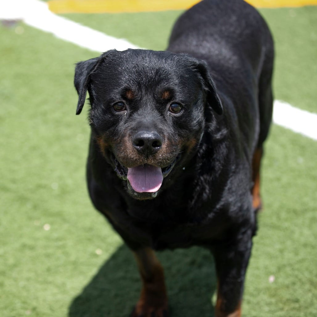 Photo of Bull (MY26-87), adoptable senior Rottweiler in Colorado Springs, Colorado
