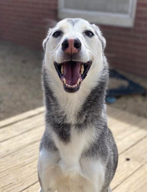 Photo of Nova, adoptable senior Siberian Husky in Matawan, New Jersey