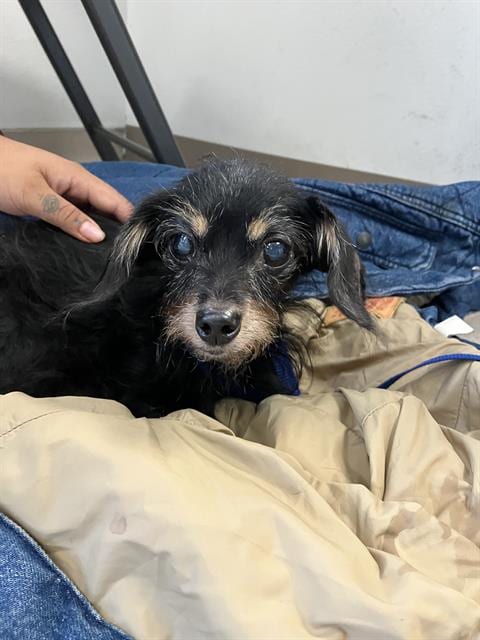 Photo of Dorothy, adoptable senior Terrier in Long Beach, California
