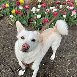 Photo of Coda, adoptable senior Corgi Shiba Inu in Union Grove, Wisconsin