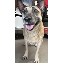 Photo of Charlotte, adoptable senior German Shepherd Dog in San Bernardino, California