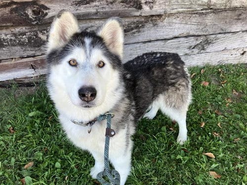 Photo of Kira, adoptable senior Husky in Albuquerque, New Mexico