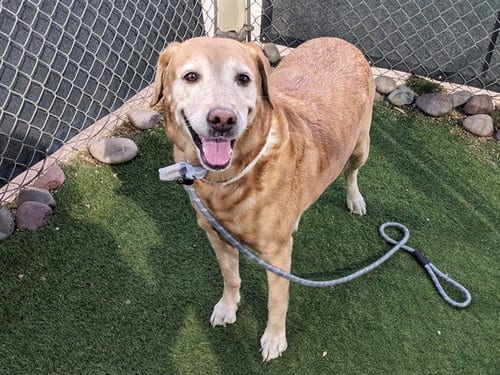 Photo of Magnolia, adoptable senior Labrador Retriever in Phoenix, Arizona