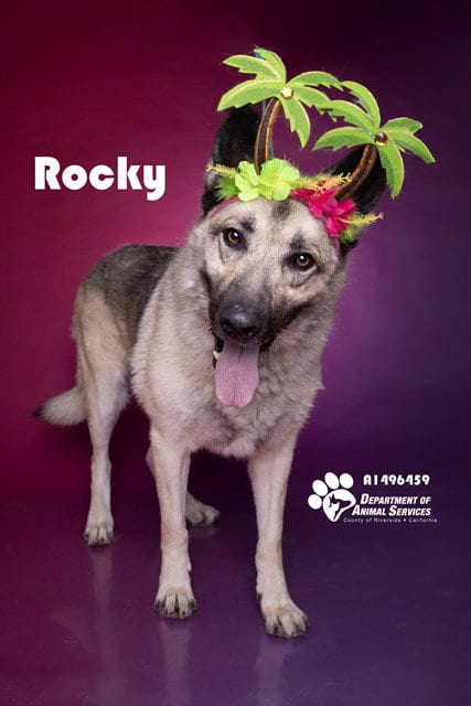Photo of Rocky, adoptable senior German Shepherd Dog in Riverside, California