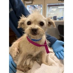 Photo of Tito, adoptable senior Chihuahua Terrier (Unknown Type, Medium) in Jurupa Valley, California