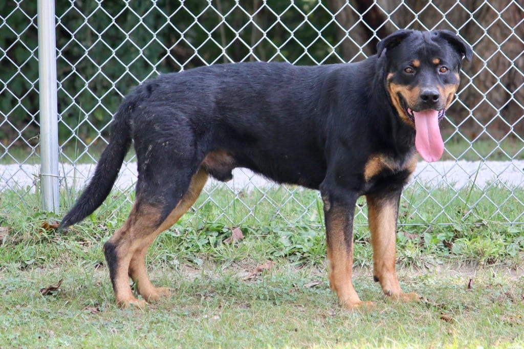 Photo of Shrek, adoptable senior Mixed Breed in Brazil, Indiana