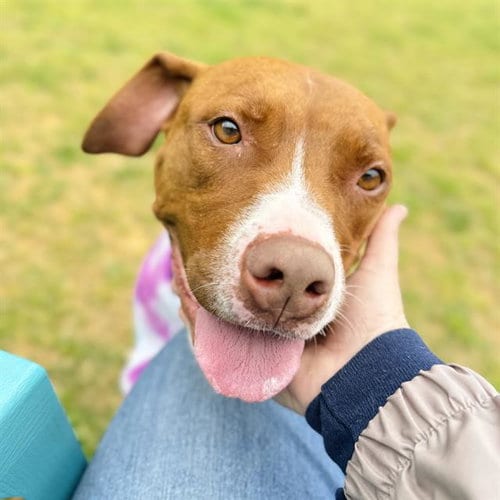 Photo of Queen, adoptable senior Boxer in Haw River, North Carolina