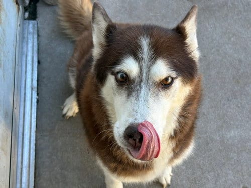 Photo of Meekah, adoptable senior Husky in Tulsa, Oklahoma