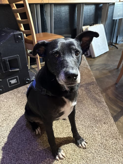 Photo of Sky #3, adoptable senior American Pit Bull Terrier in Aurora, Colorado