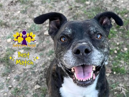 Photo of Benji, adoptable senior dog in Georgetown, Texas