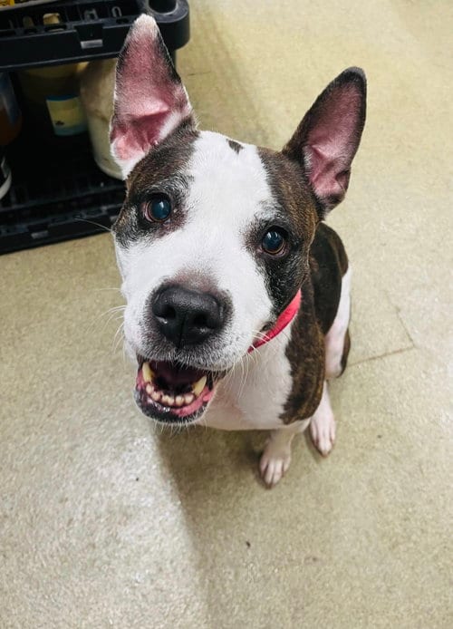 Photo of Bobbi Jo, adoptable senior Pit Bull Terrier in Princeton, Minnesota