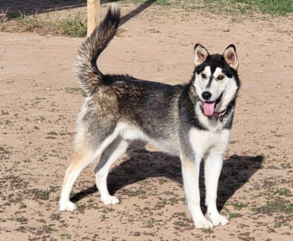 Photo of Caspian, adoptable senior Mixed Breed in Santa Fe, New Mexico