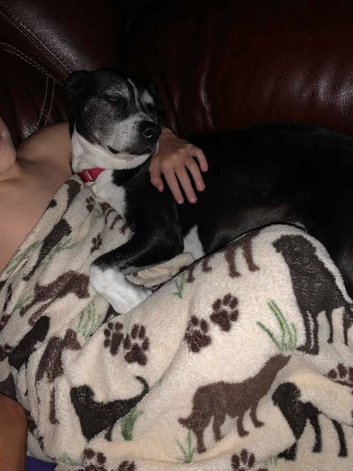 D.O.G.(DeeOhhGee), adoptable senior Terrier in Shreveport, LA