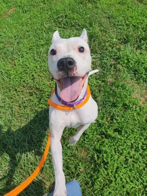 Photo of Maggie, adoptable senior Boxer in Derwood, Maryland