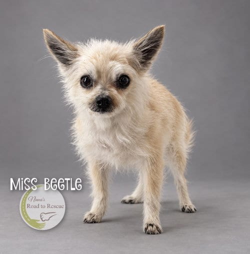 Photo of Miss Beetle, adoptable senior Pomeranian in Benton, Louisiana