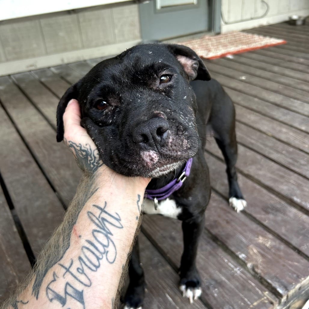 Photo of Selly "Sugar", adoptable senior Terrier, Pit Bull / Mix in Weatherford, Texas