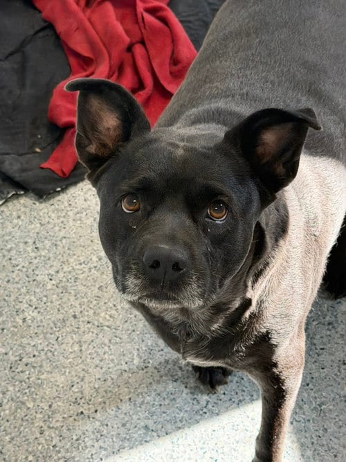 Photo of Clinique, adoptable senior American Staffordshire Terrier in Jackson, Mississippi