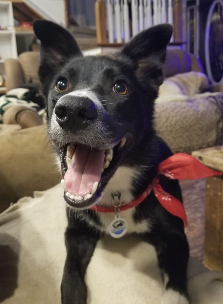 Photo of Sassy, adoptable senior Border Collie in Texas
