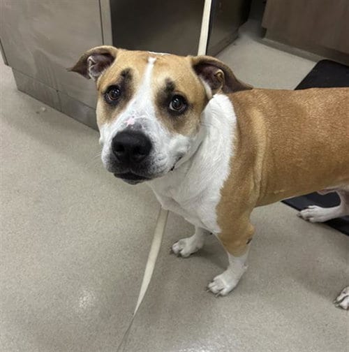Photo of Drax, adoptable senior Pit Bull Terrier in Baytown, Texas