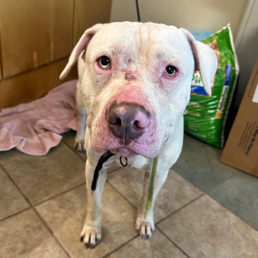 Photo of Arlo, adoptable senior Mixed Breed (Large) in Chattanooga, Tennessee