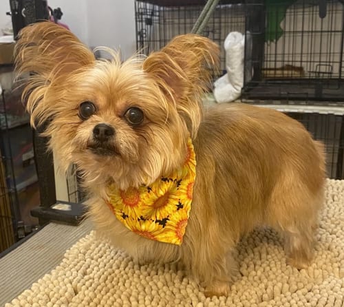Photo of Cici (Must be adopted with Cubby), adoptable senior Yorkshire Terrier Yorkie in Osteen, Florida