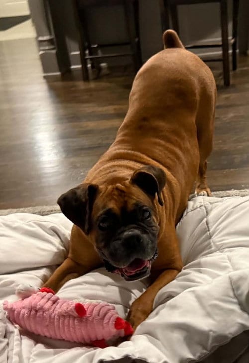 Photo of Thumper, adoptable senior Boxer in Burnsville, Minnesota