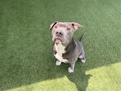 Photo of Brock, adoptable senior Pit Bull Terrier in Garland, Texas