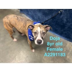 Photo of Doja, adoptable senior American Staffordshire Terrier in Chatsworth, California