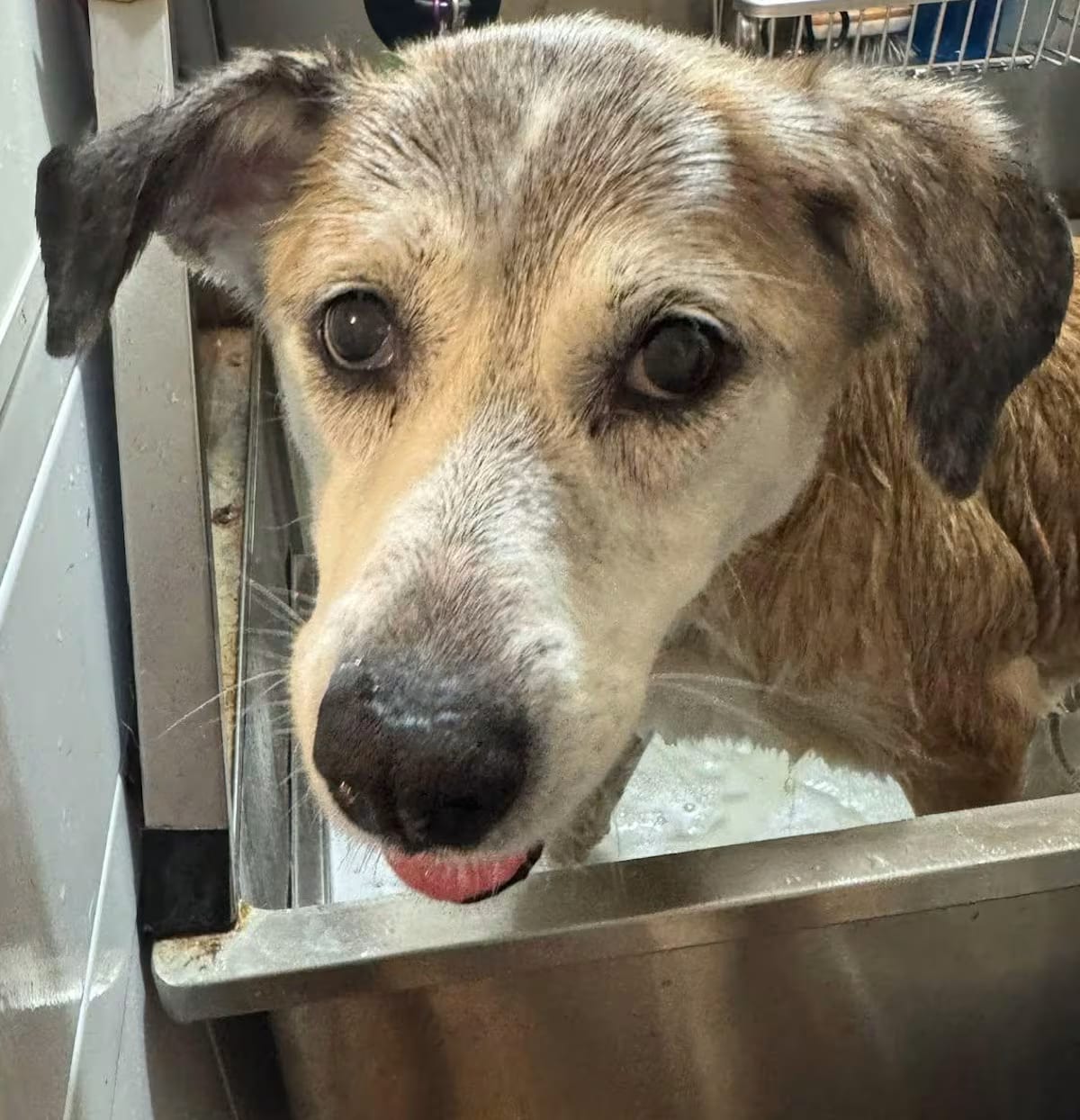 Photo of Avellana, adoptable senior Husky Beagle in Rockville, Maryland
