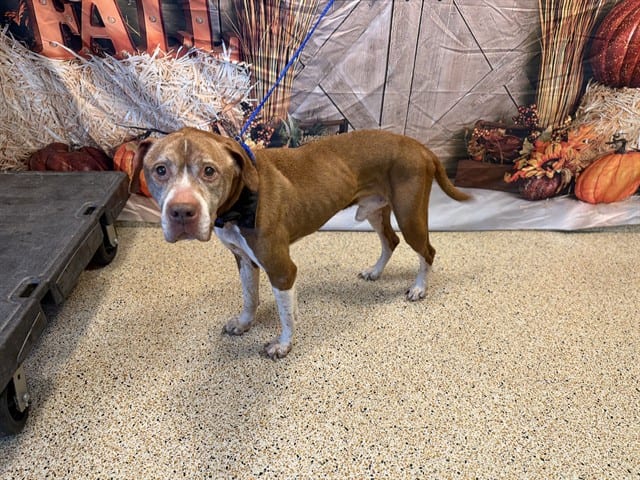 Photo of Stanley, adoptable senior Terrier in Miami, Florida