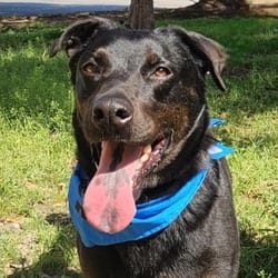 Photo of Ghostbuster JuM, adoptable senior Rottweiler Labrador Retriever in Richfield, Minnesota