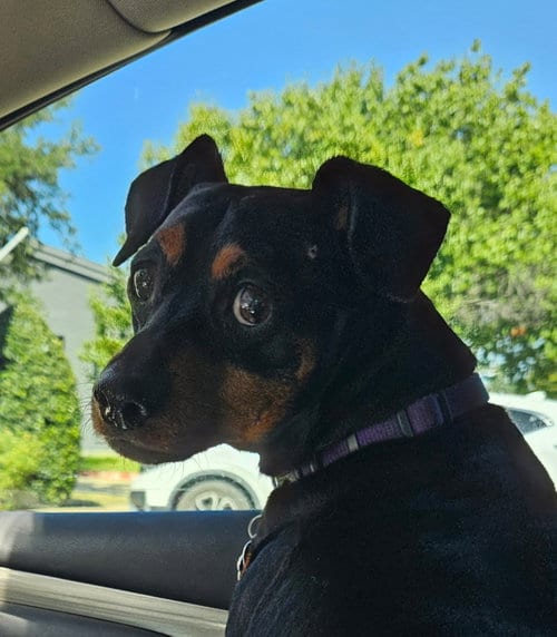 Photo of Jax, adoptable senior Miniature Pinscher in Euless, Texas