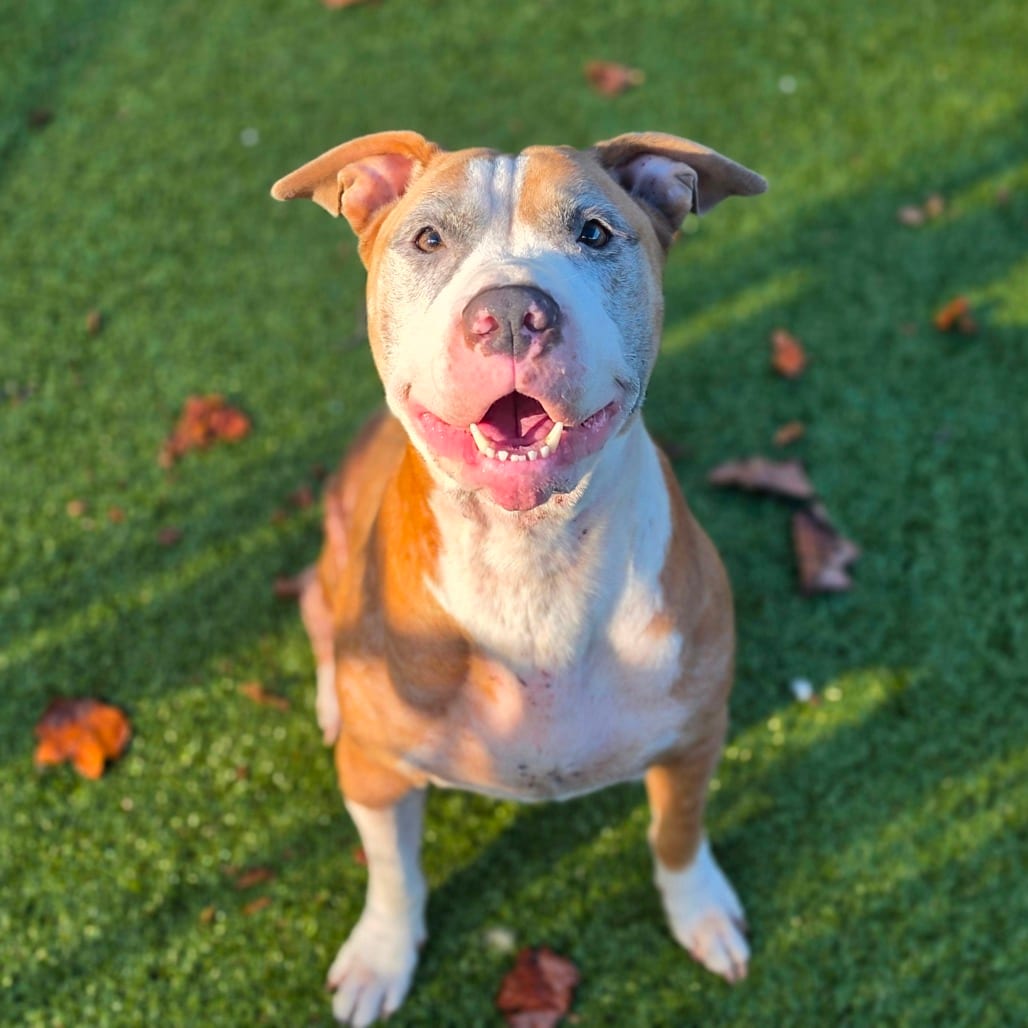 Photo of Luna, adoptable senior Terrier, Pit Bull in Greensboro, North Carolina