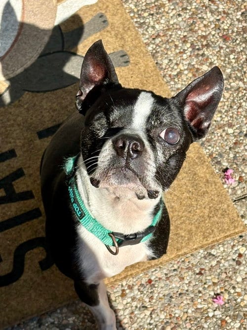 Photo of Bo, adoptable senior Boston Terrier in Plano, Texas