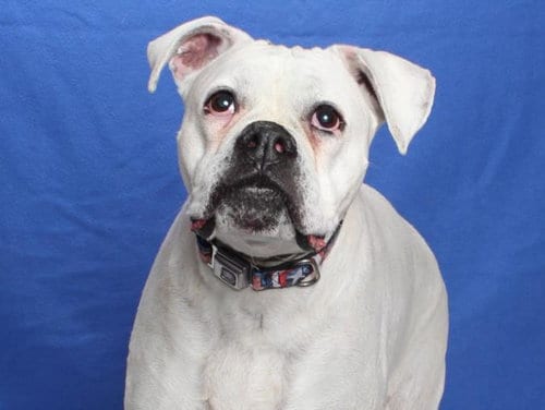 Photo of Mississippi, adoptable senior Boxer in Burbank, California