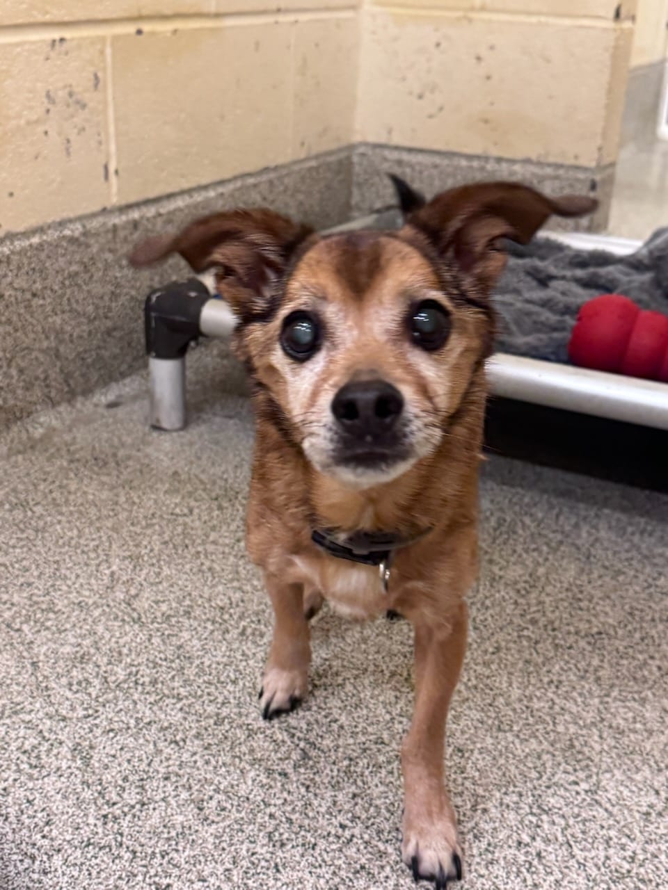 Photo of Sunny, adoptable senior Chihuahua in Baldwin, Maryland